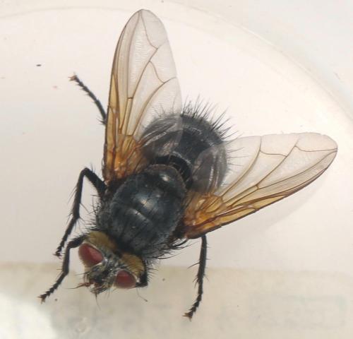 Réf. 327 420 : Nemoraea pellucida